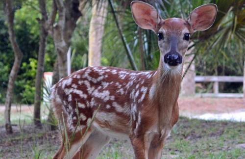 608 New Haven - Resort Access included! Great North Island Location! - Foto 15