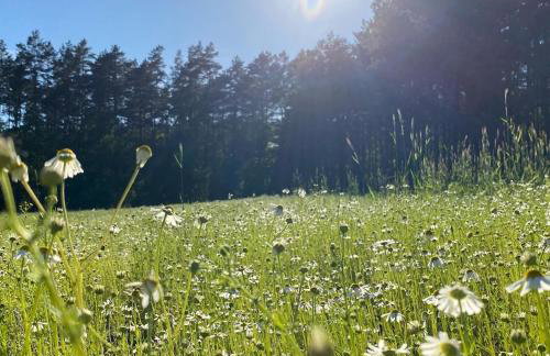 Różana Zagroda Agroturystyka - Foto 29