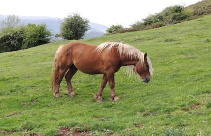 Apartamentos Rurales Balcón Real Senda del Oso - Foto 21