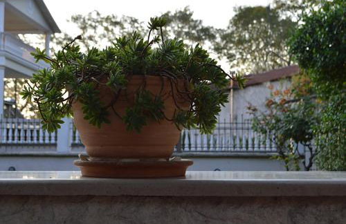 "The plane trees" - Foto 53