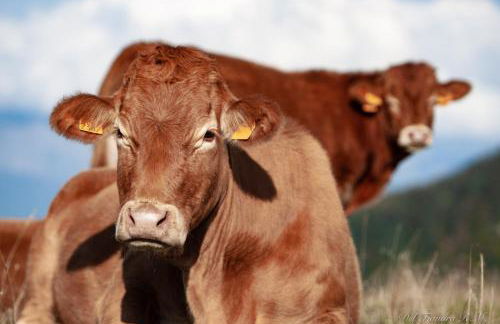 Cuccaro Club - Val di Vara e Cinque Terre - Foto 33