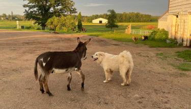 Yahweh Horse Retreat - Photo 3