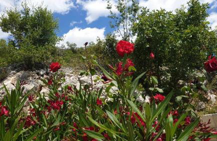 KUĆA U PRIRODI LI - Foto 16