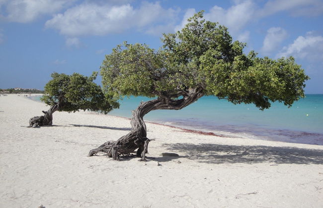 Brisas Studio Apartments - Adults Only - Foto 50