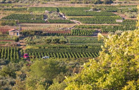 Revelin Hvar - Photo 58