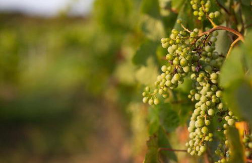 Villamarina Garden Relais - Photo 11