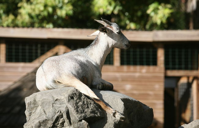 Gite Bois-Cannelle - Photo 30