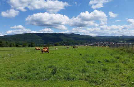 Poolhaus im Südharz - Foto 14
