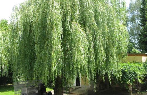 Fewo Weidenhof - Foto 12