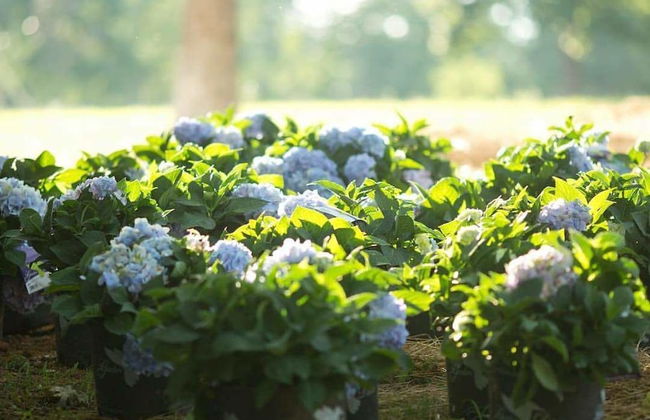 Stonehill Cottages - Foto 80