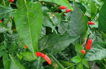 Duplex em Guarapari com piscina privativa! - Foto 19