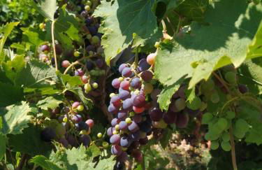 Luxury Beachfront Villa Poseidon Artemisiou Παραθαλάσσια Βίλα στην βόρεια Εύβοια για φιλοξενία 9 ατόμων - Foto 45