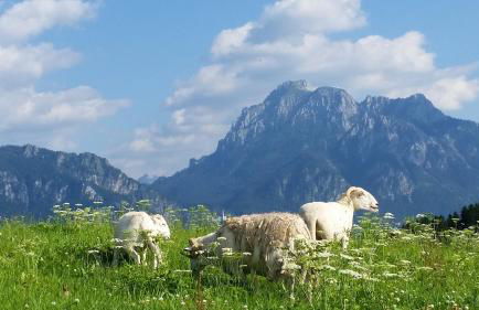 Bio-Ferienhof Köpf - Foto 27