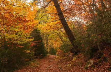 Borda de Fadrín - Foto 31