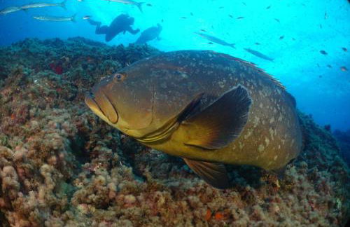 Cabo de Palos apartamento vacacional - Foto 76