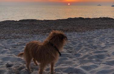Maison typique Corse écologique - Photo 45