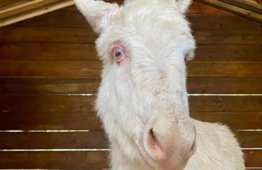 Villa Boeddu, relax tra mare e campagna - Foto 65