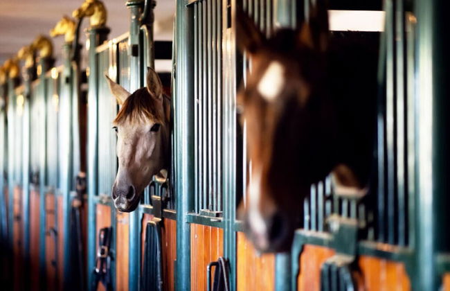 Paviljoen 4 Personen - Photo 21