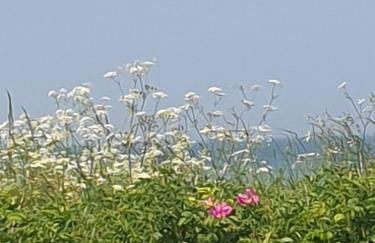 Ostsee-Feeling in Hohwacht - Kapitän NEMO - Meer- und strandnah - Großer Südbalkon - Blick ins Grüne - Foto 29