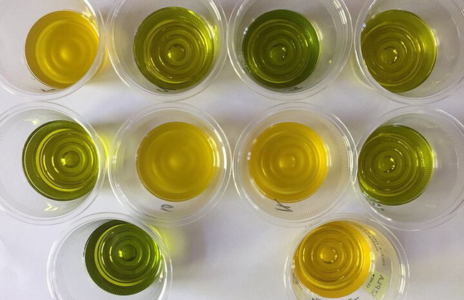 Excursão privada de dia inteiro de azeite com degustação em Valência - Foto 3