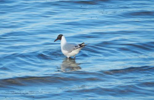 Apartments Sonne am Sund - Photo 74
