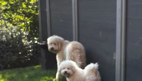 Woodlands Retreat, your own private lounge, bedroom, Bathroom and the use of a hot tub, we also live here - Foto 4