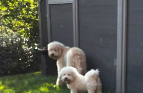 Woodlands Retreat, your own private lounge, bedroom, Bathroom and the use of a hot tub, we also live here - Foto 4