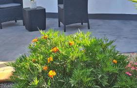 Lower Floor In Flor do Campo - Santana - Foto 5