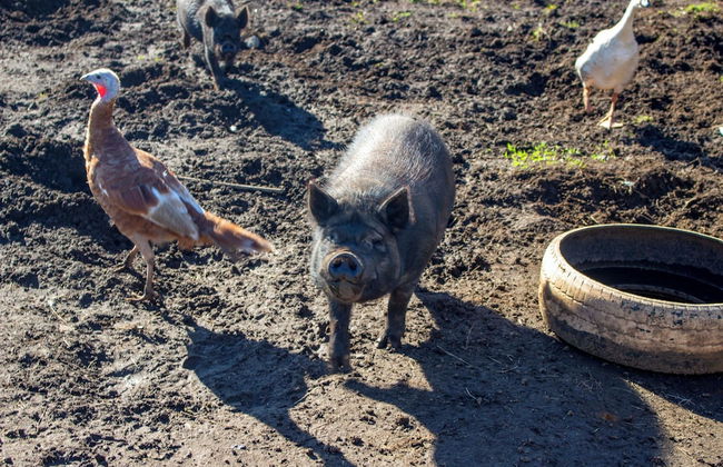 Almore Hotel - Foto 47