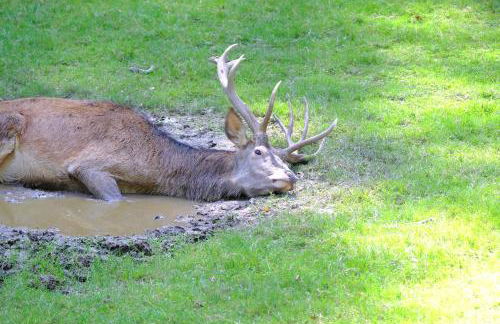 Ferienwohnung Friedrich - Photo 58