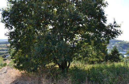 "Alter Bahnhof" Schalkenmehren - Foto 15