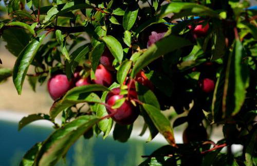 Quinta do Chãozinho - Photo 26