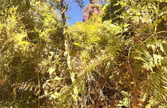 Refúgio dos pinhais - Foto 36