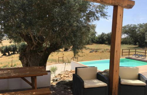 Almojanda 3 olive tree - Foto 12