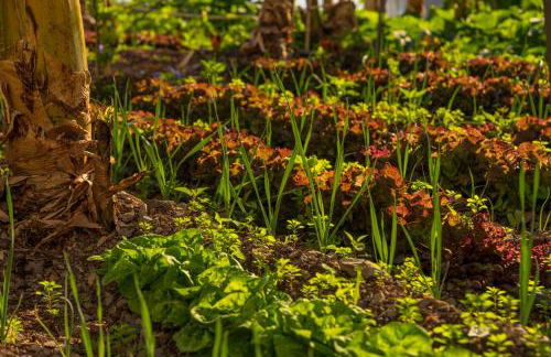 Banana Garden Suites - Foto 30