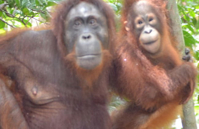 Houseboat Bee Kelotok - Foto 63