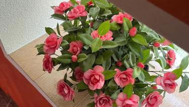 LA CASETTA DELLE NUVOLE - Foto 5