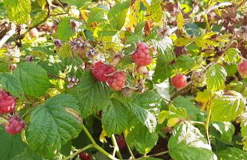 Landhaus SiebenEichen - Foto 50