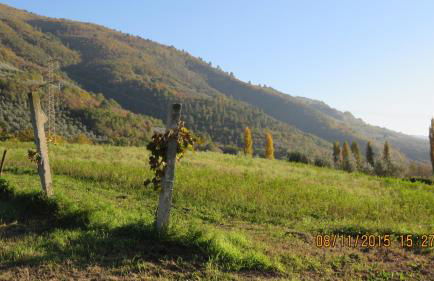 Agriturismo I Melograni - Foto 44