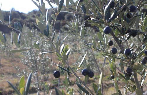 Masia Heredad La Boquilla - Foto 122