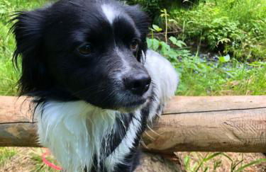 Tiny House - Auszeit im Wald am Badesee - Foto 33