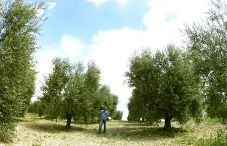 Aia di Lazzaro Agriturismo - Foto 70