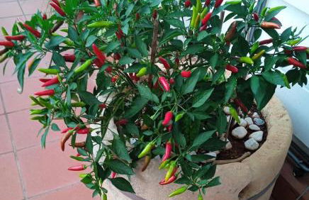 Il Giardino Segreto - Foto 19