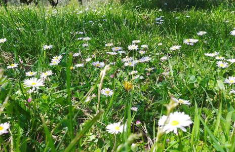 Residence Oliveto Mare Carso - Foto 53