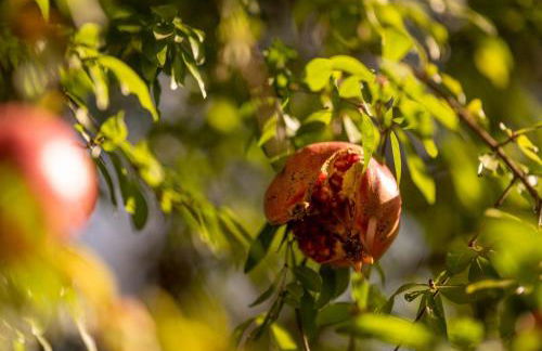 Villa Encantamiento - Dimora Gelsomino - Masseria Storica nel cuore della Puglia con piscina - Foto 68