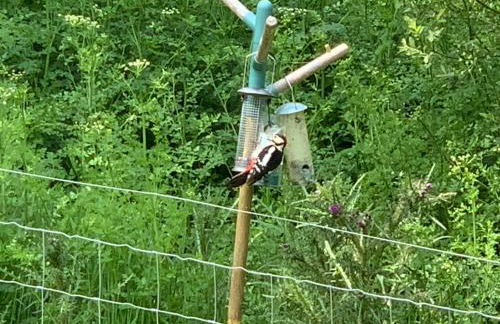 2 BR Beach Woods chalet with parking, 5 mins to beach - Foto 30