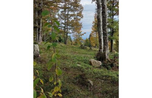 Country house on the Dachsberg - Foto 20