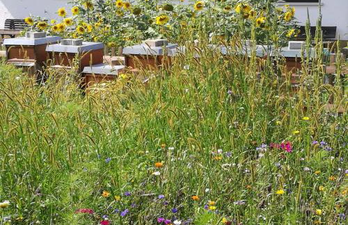 Ferienwohnungen beim Imker - Foto 3