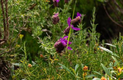 Casa Rural Valle de los Molinos - Foto 47
