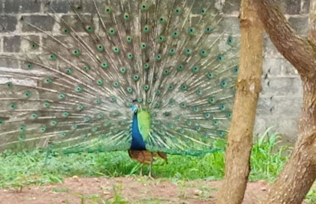 Oshi Villa Hiriketiya - Foto 8